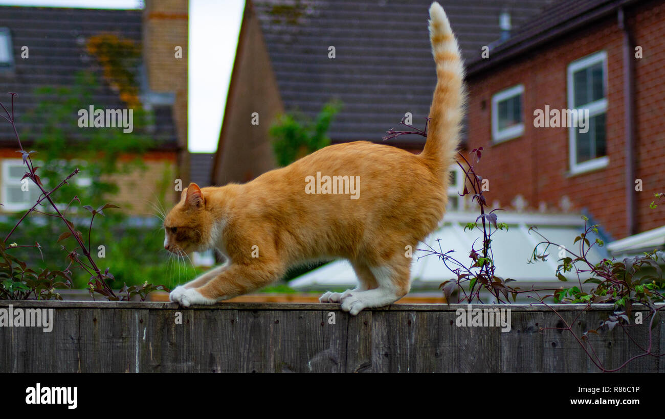 Ginger Tabby Cat on top of Wooden Fence Stock Photo - Alamy