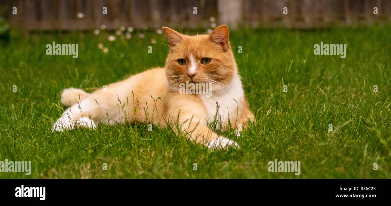 Ginger Tabby Cat on Green Grass Lawn Field Close Up Stock Photo - Alamy