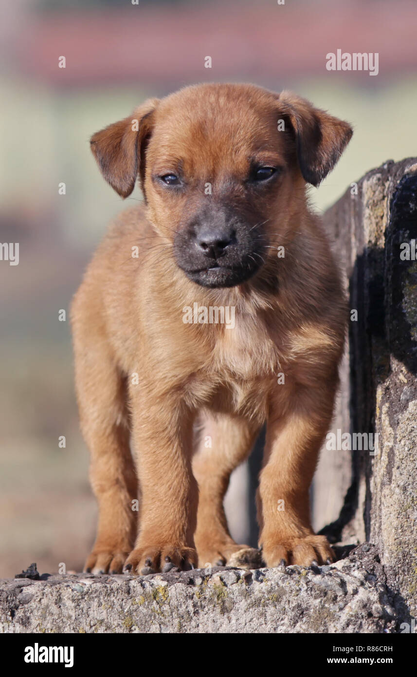 Stray baby dog Stock Photo - Alamy