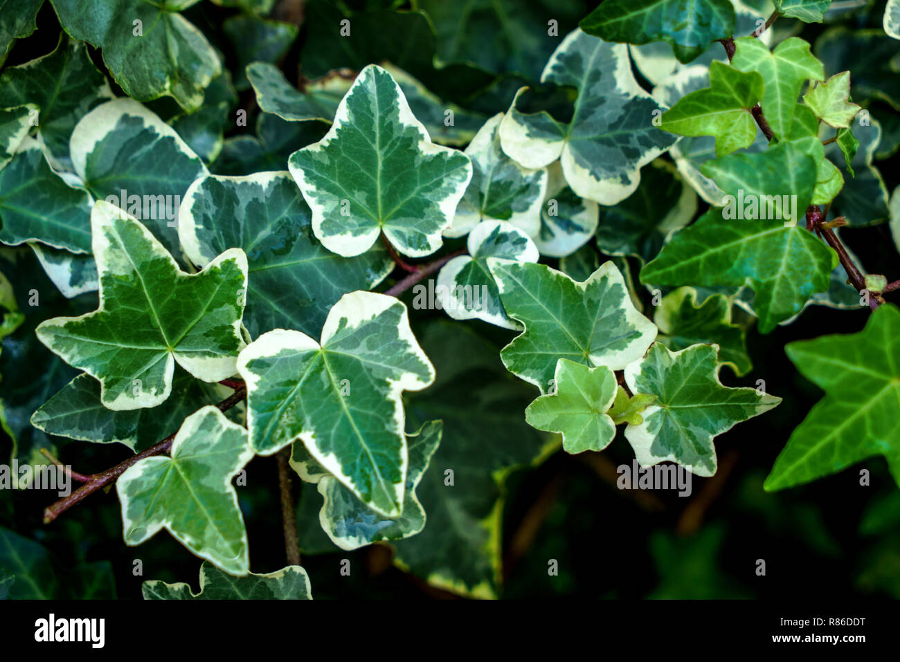 Macro of beautiful, lush green leaves of Common Ivy. Also known as Hedera helix, English ivy or European ivy. Stock Photo