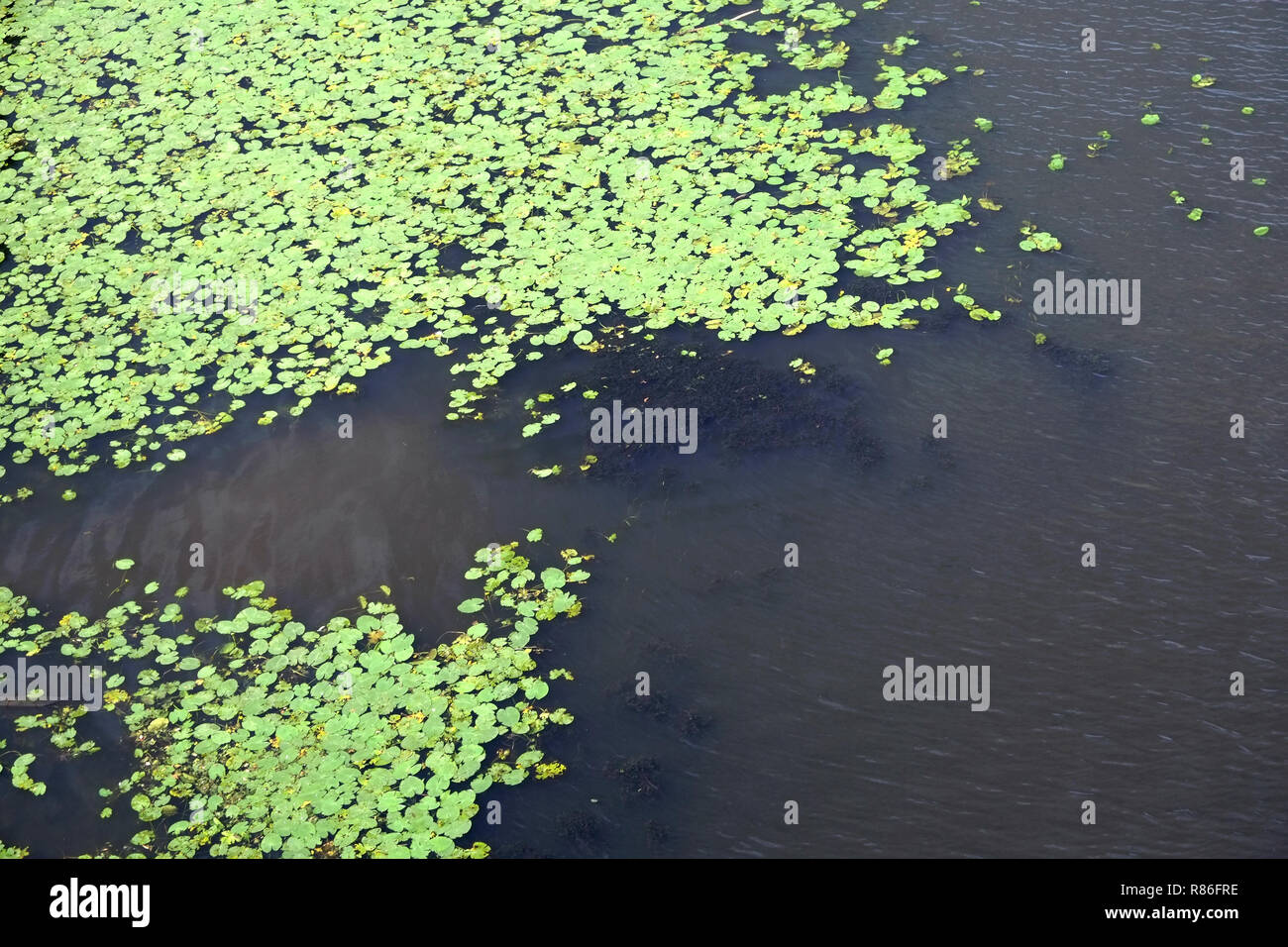 Green carpet from lot of plants with round leaves floating on water surface top view Stock Photo
