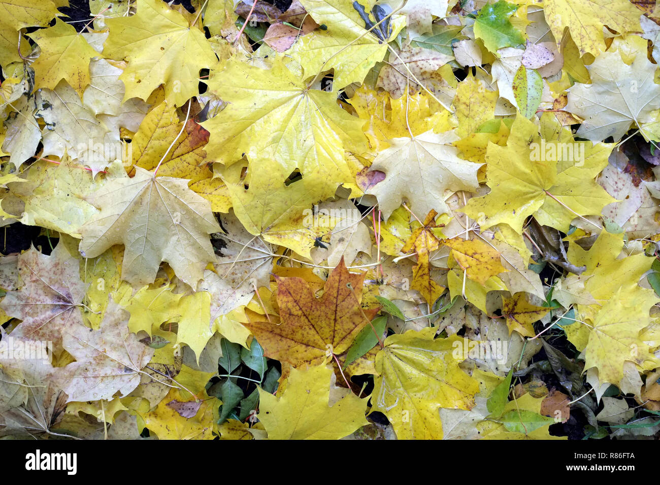 Autumn background from lot of colorful fallen yellow leaves on the ...