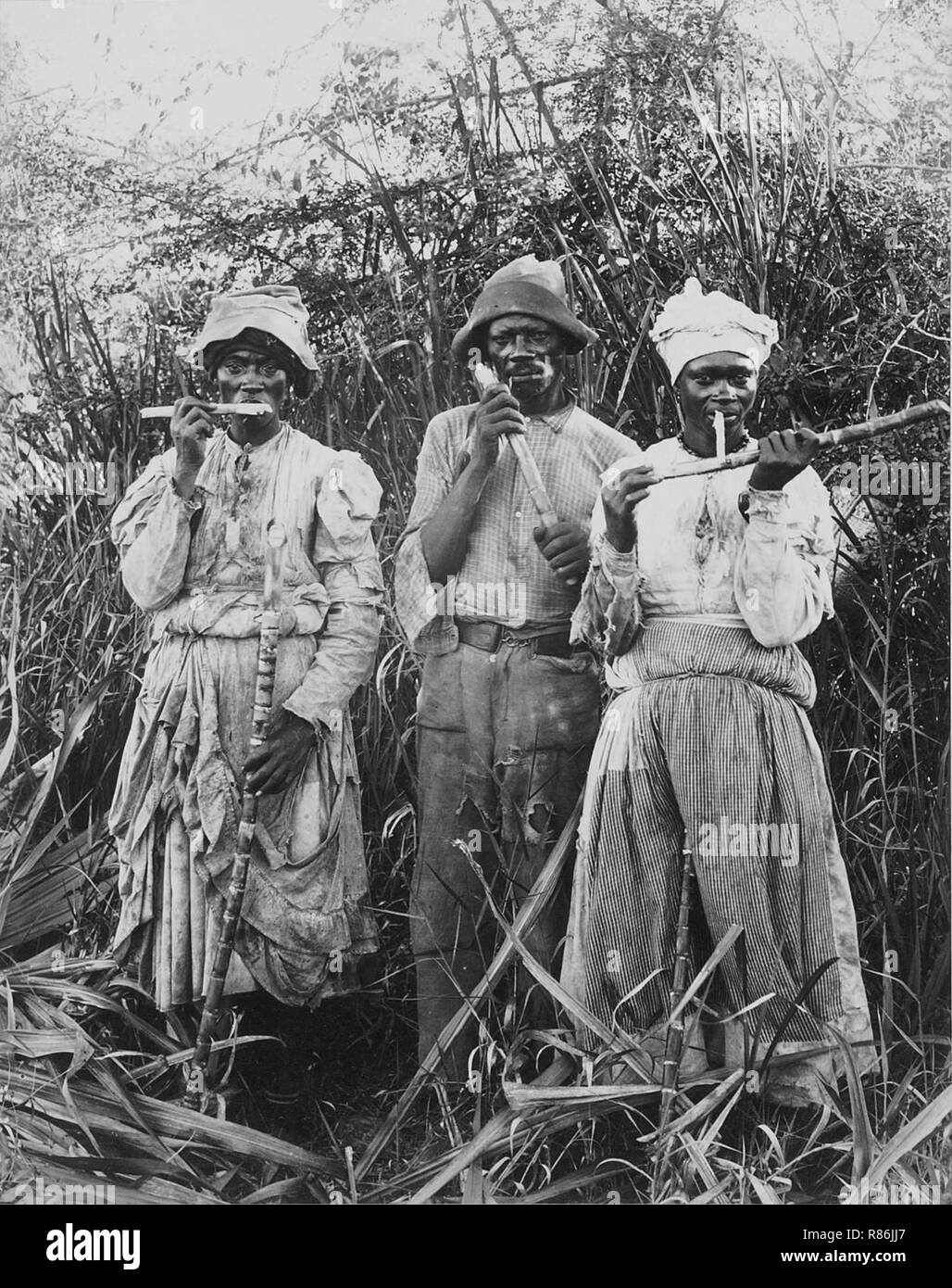 Cane cutters in Jamaica Stock Photo Alamy
