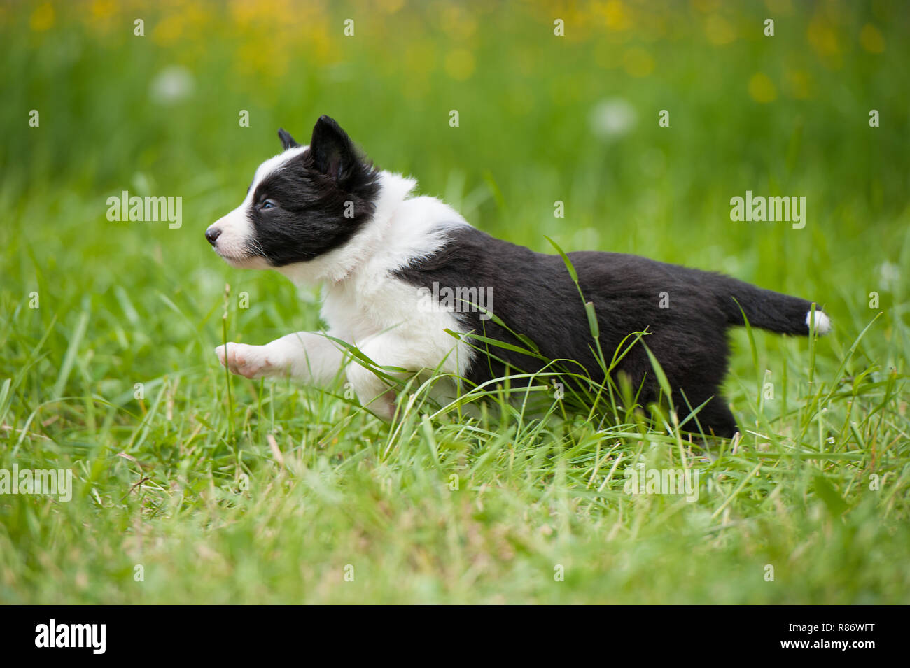Border collie dog in a spring meadow Stock Photo - Alamy