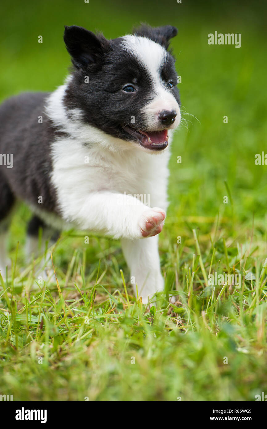 Border collie dog in a spring meadow Stock Photo - Alamy