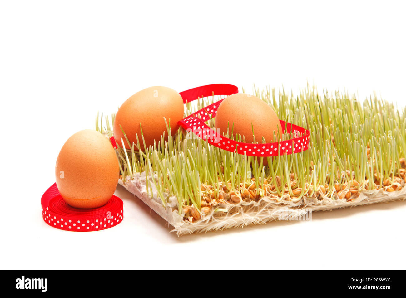 Eggs in the green sprouted wheat Stock Photo
