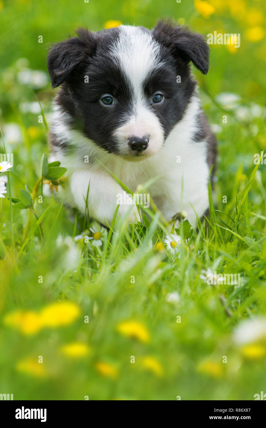 Cute Border Collie Puppy In A Spring Flower Meadow Stock Photo Alamy