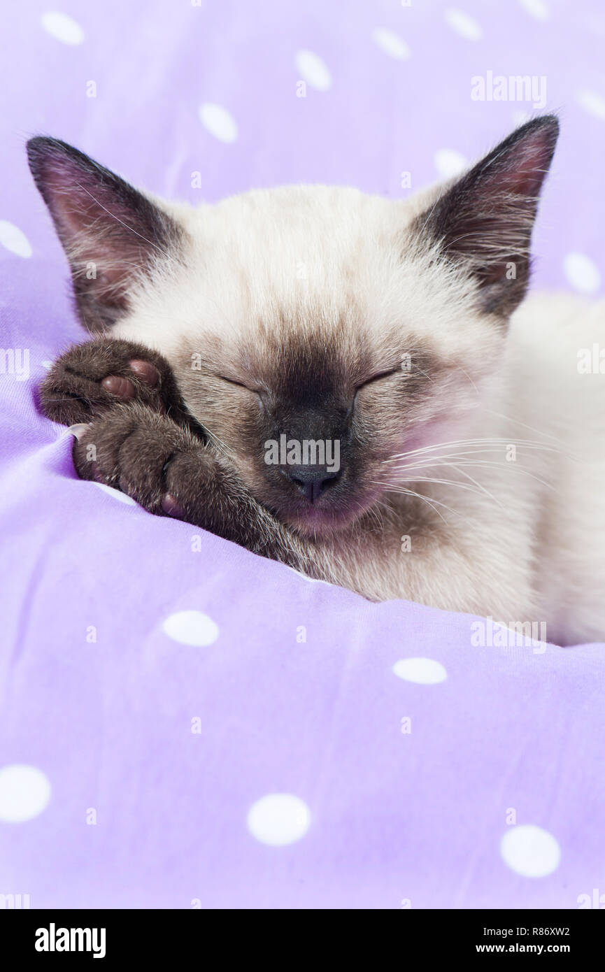 Sleeping siamese kitten on a bed Stock Photo