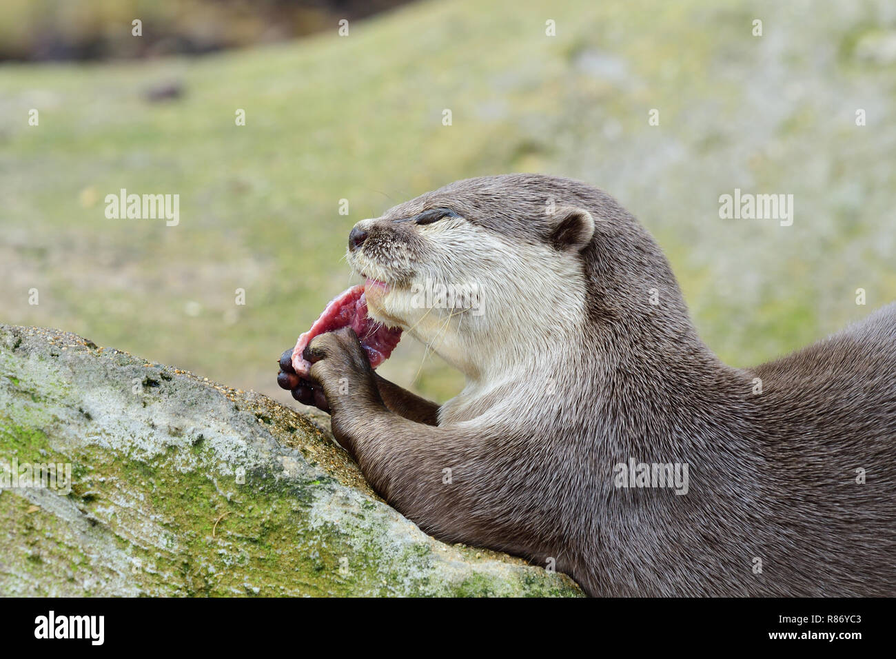 Portrait of a oriental short clawed otter eating Stock Photo - Alamy