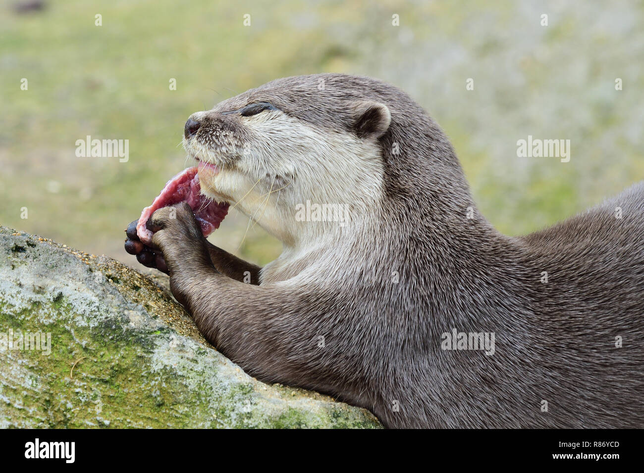 Portrait of a Asian small clawed otter eating Stock Photo - Alamy