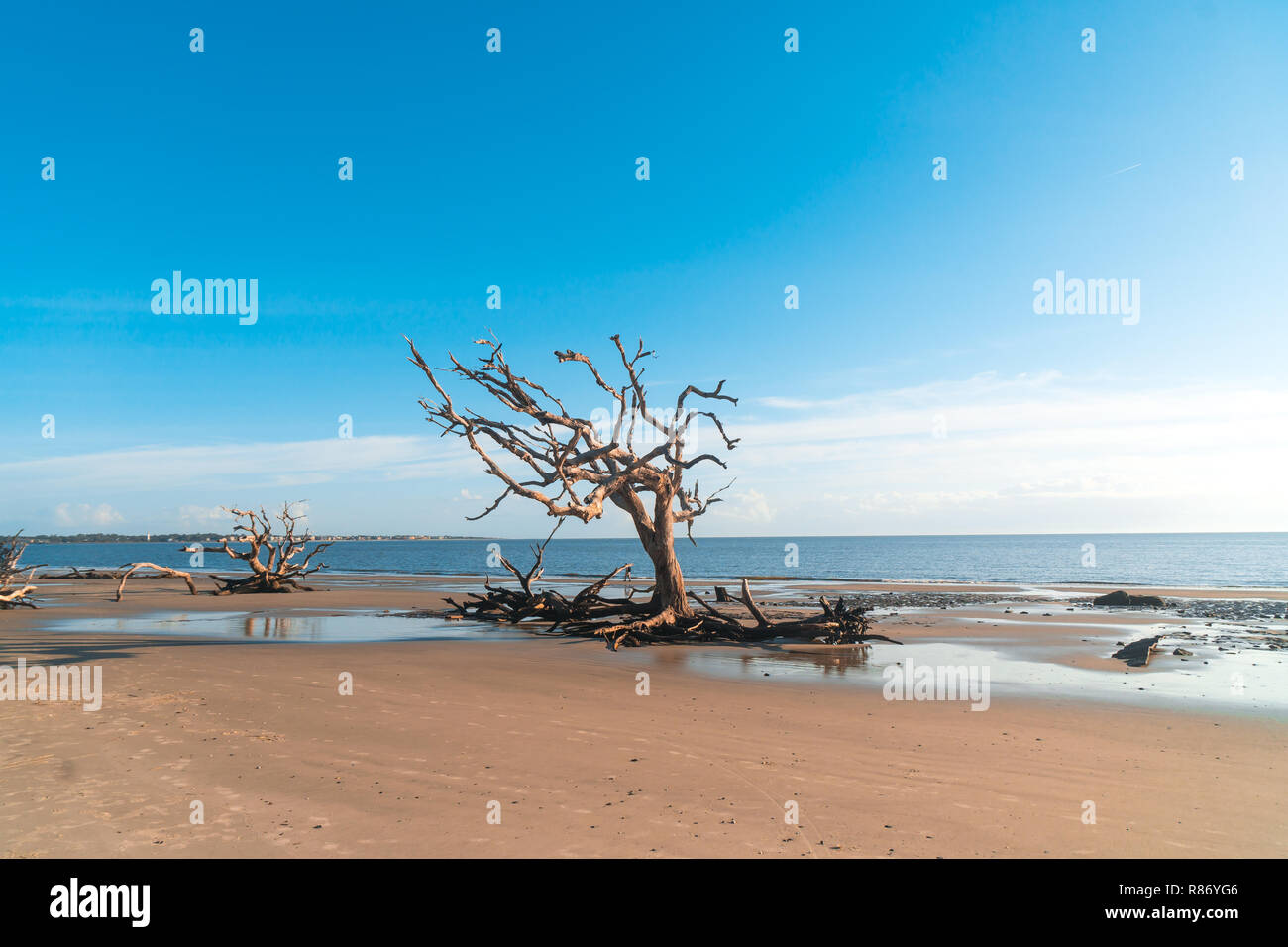 Sunrise view of Driftwood Beach in Jekyll Island, Georgia. Driftwood is  popular with its long beach full of dead tree roots along ocean Stock Photo  - Alamy, image size:1300x956