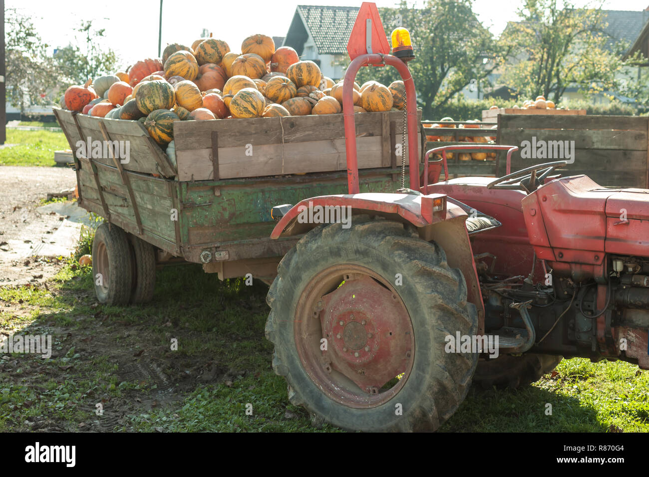 orange pumpkin harvest on the tractor in village full Stock Photo - Alamy