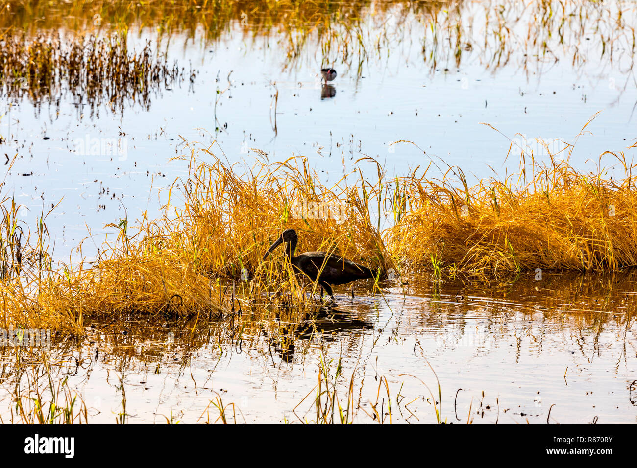 White faced Ibis (Plegadis chihi) at the Merced National Wildlife ...