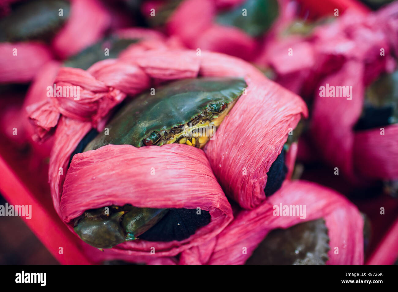 crab in a showcase with hands tied with a purple rope The crabs have