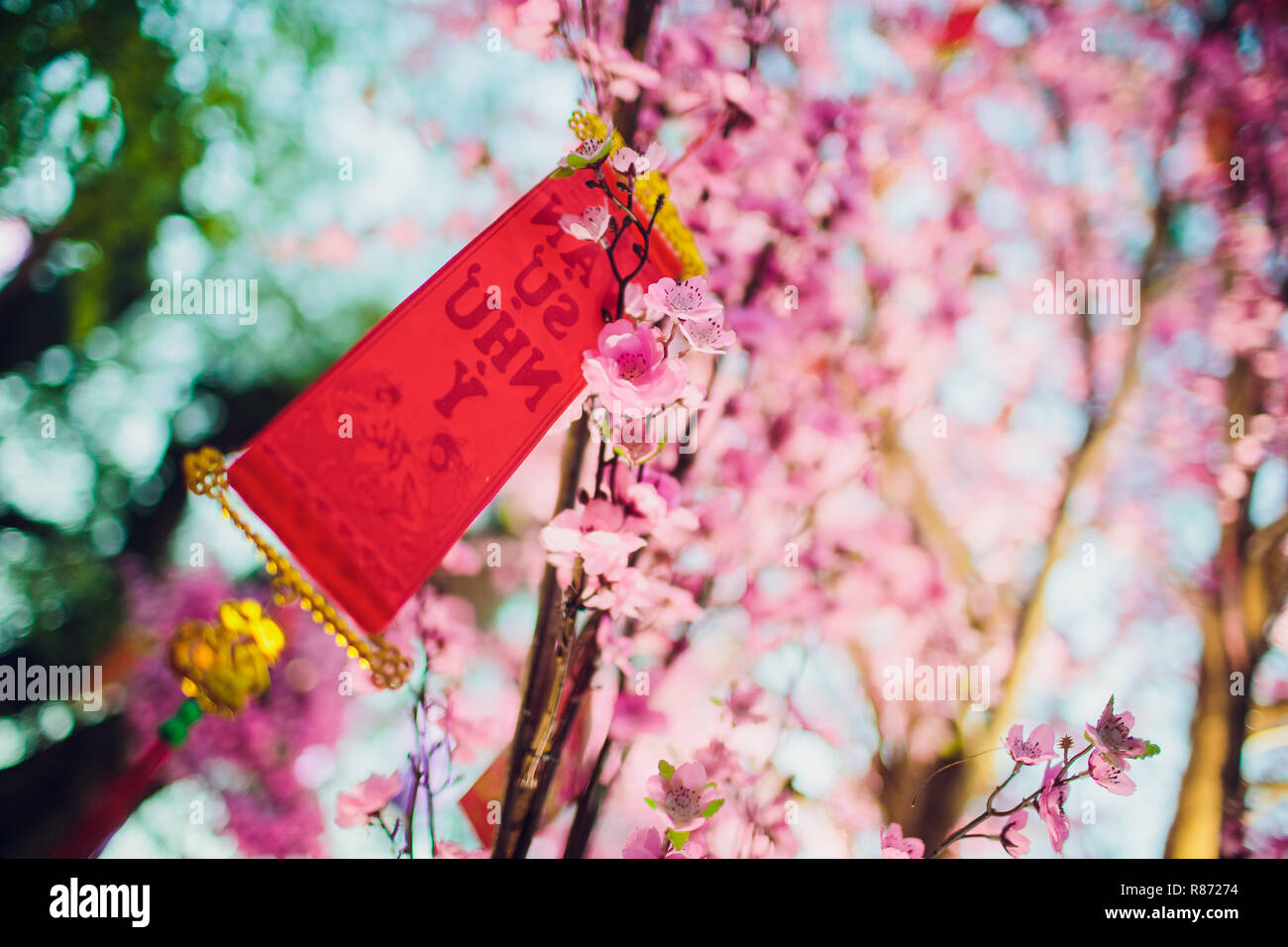 cherry blossoms for chinese new year Stock Photo Alamy