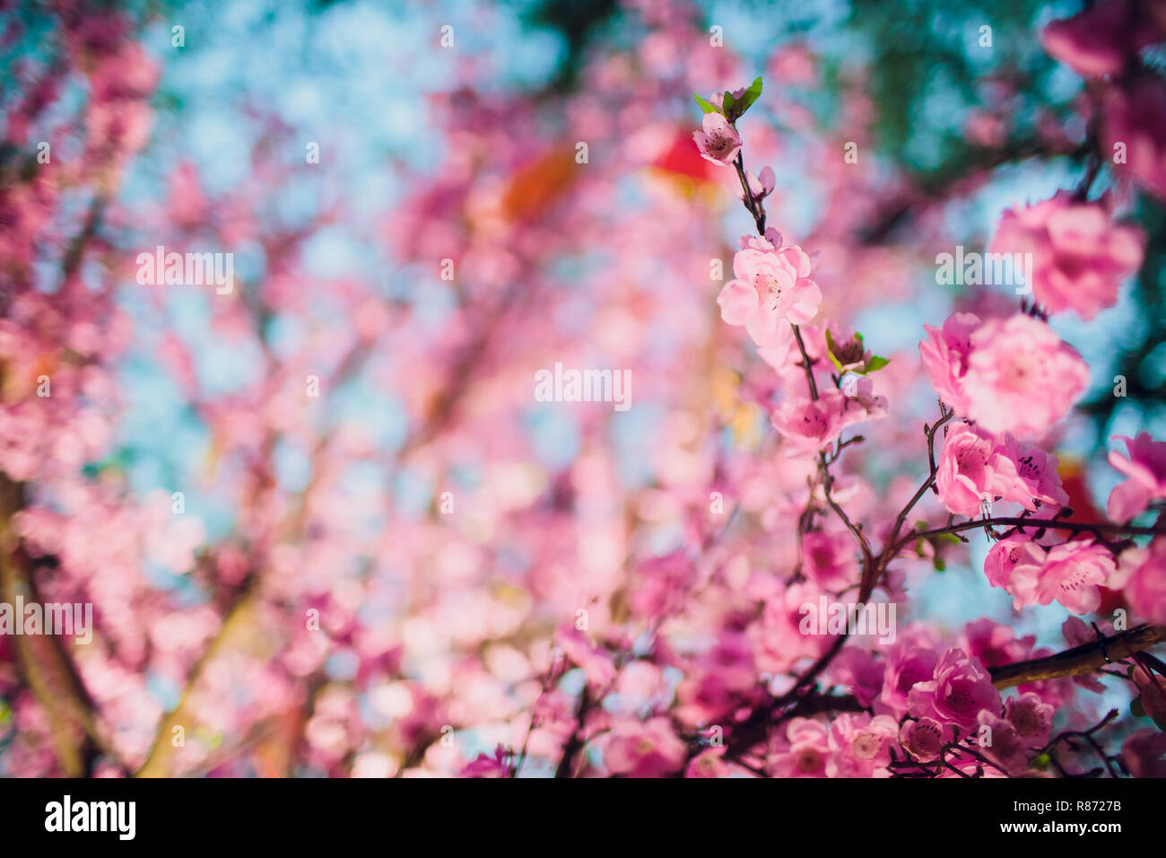 cherry blossoms for chinese new year Stock Photo Alamy