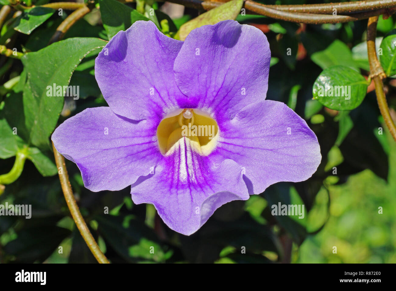 flower of Thunbergia laurifolia, the Laurel clockvine or Blue trumpet vine, family Acathaceae Stock Photo