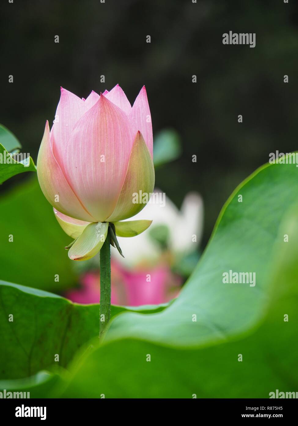 Closed lotus flower hires stock photography and images Alamy