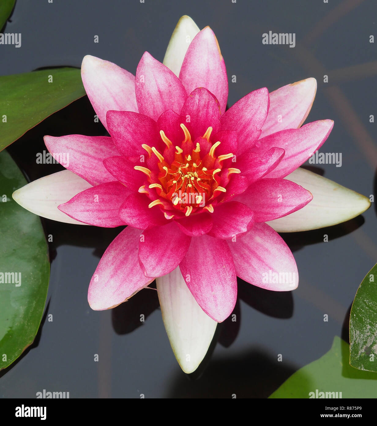 Open lotus petals hires stock photography and images Alamy