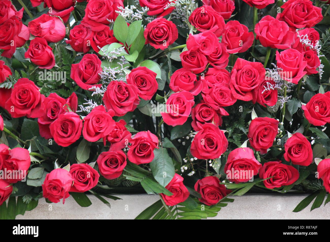 Most Beautiful Images Of Red Roses
