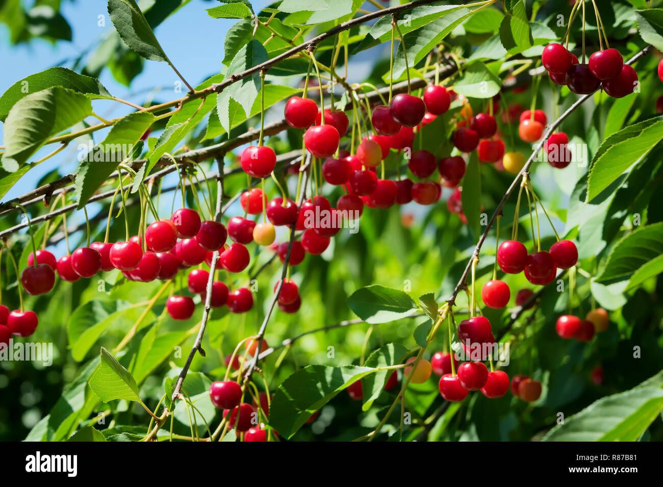 Red  sour or tart cherries growing on a cherry tree. Ripe Prunus cerasus fruits and green tree foliage. Stock Photo