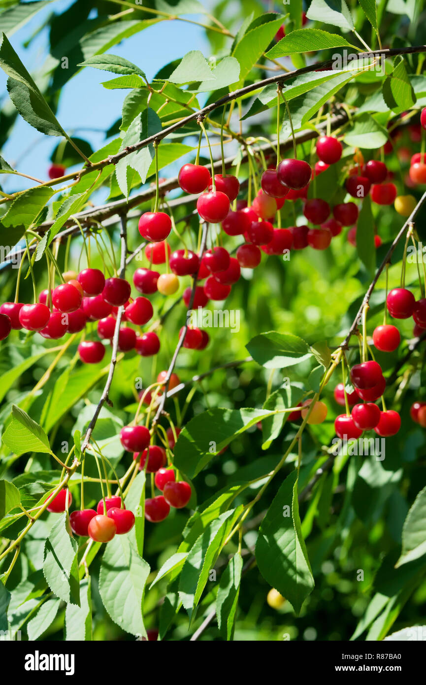 Red  sour or tart cherries growing on a cherry tree. Ripe Prunus cerasus fruits and green tree foliage. Stock Photo