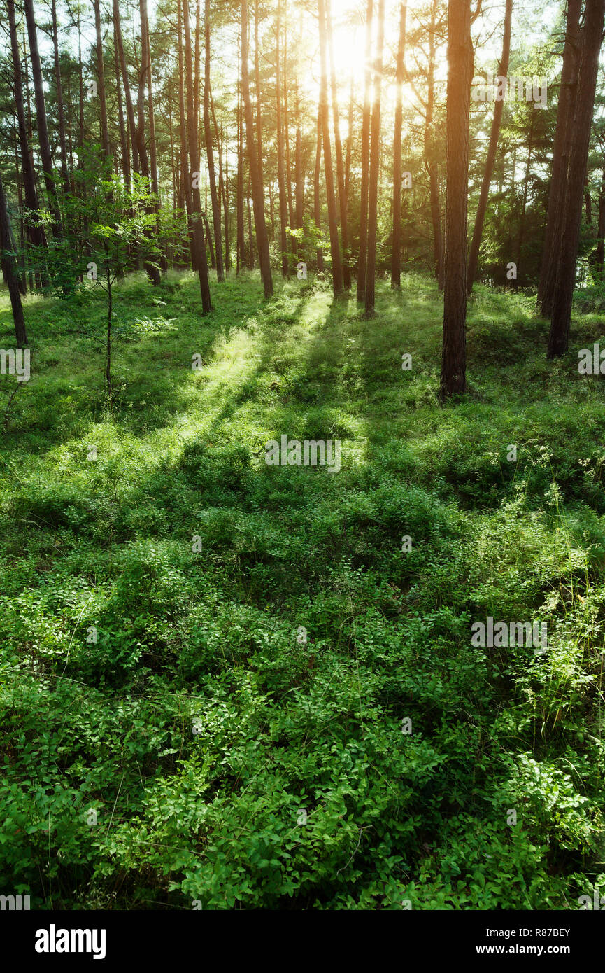 Pine forest at sunrise. Evergreen pinewood with Scots or Scotch pine Pinus sylvestris trees and green bilberry plants in Pomerania, Poland. Stock Photo