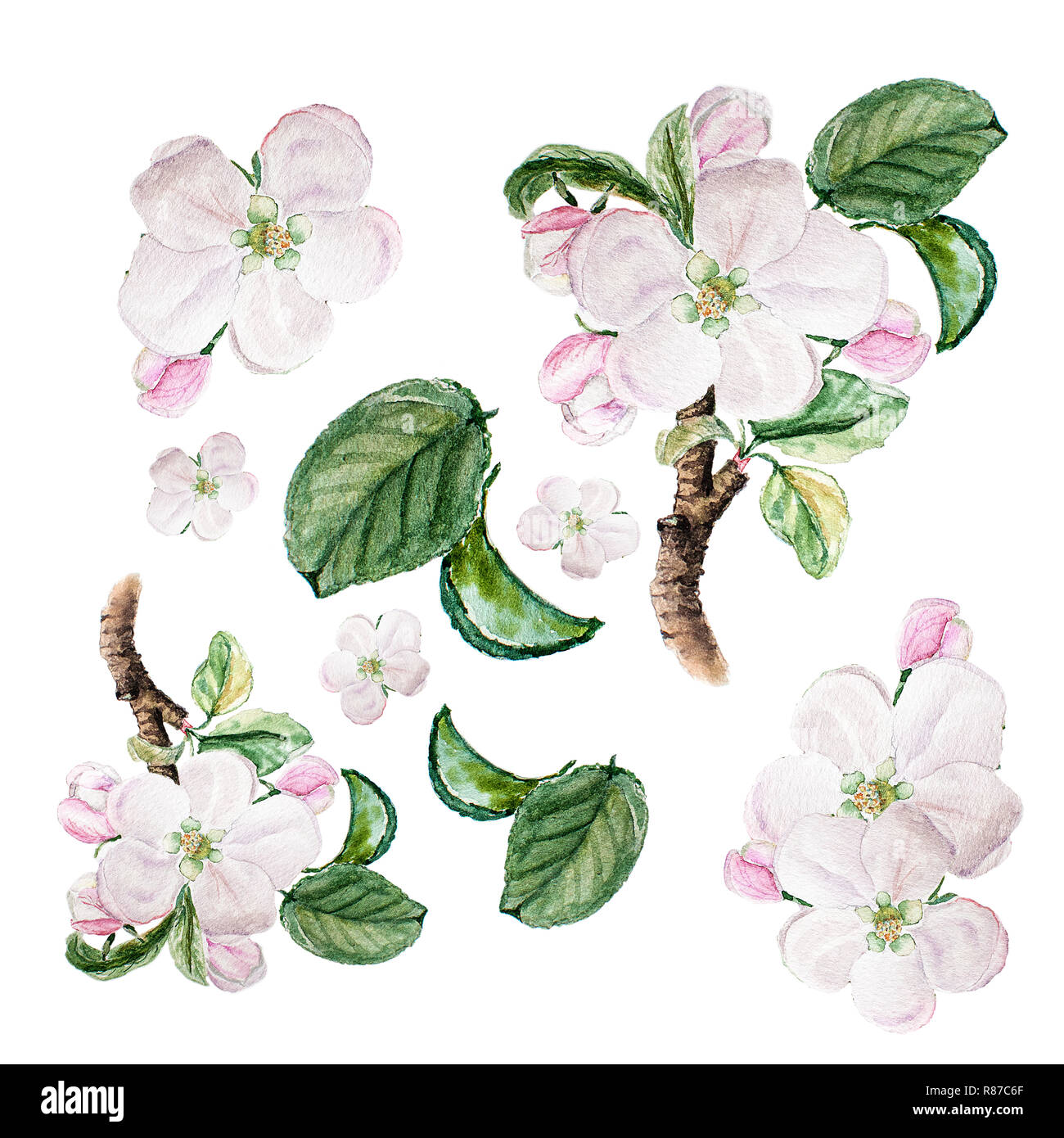 Botanical Watercolor Illustration Sketch Set Of Apple Blossom On White Background Could Be Used As Decoration For Web Design Cosmetics Design Packa Stock Photo Alamy