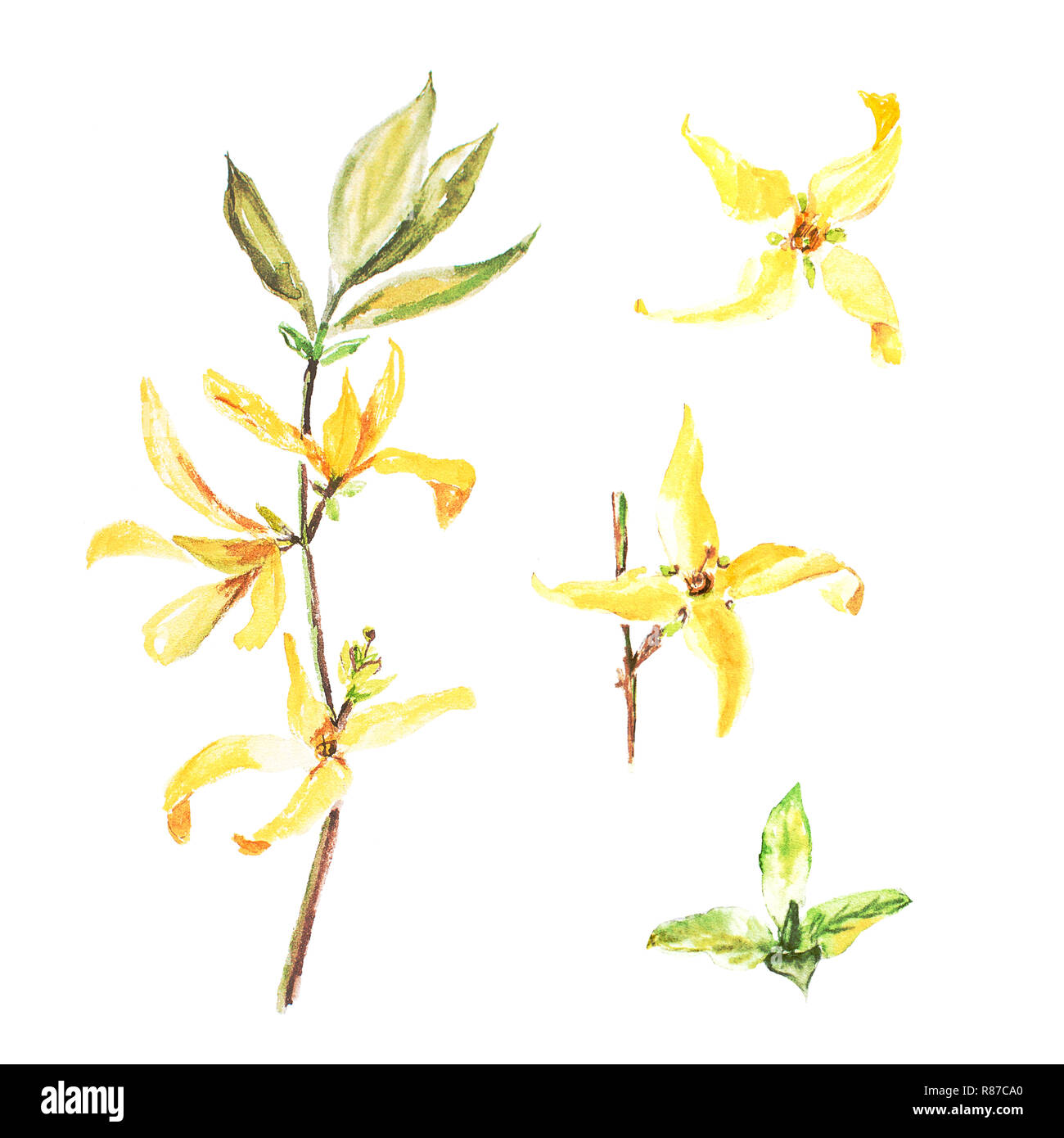 Botanical watercolor illustration of forsythia isolated on white