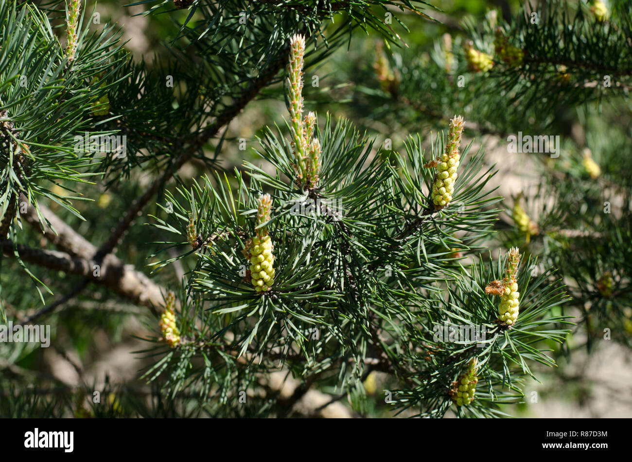 Pine growing new buds of the year during spring. Stock Photo