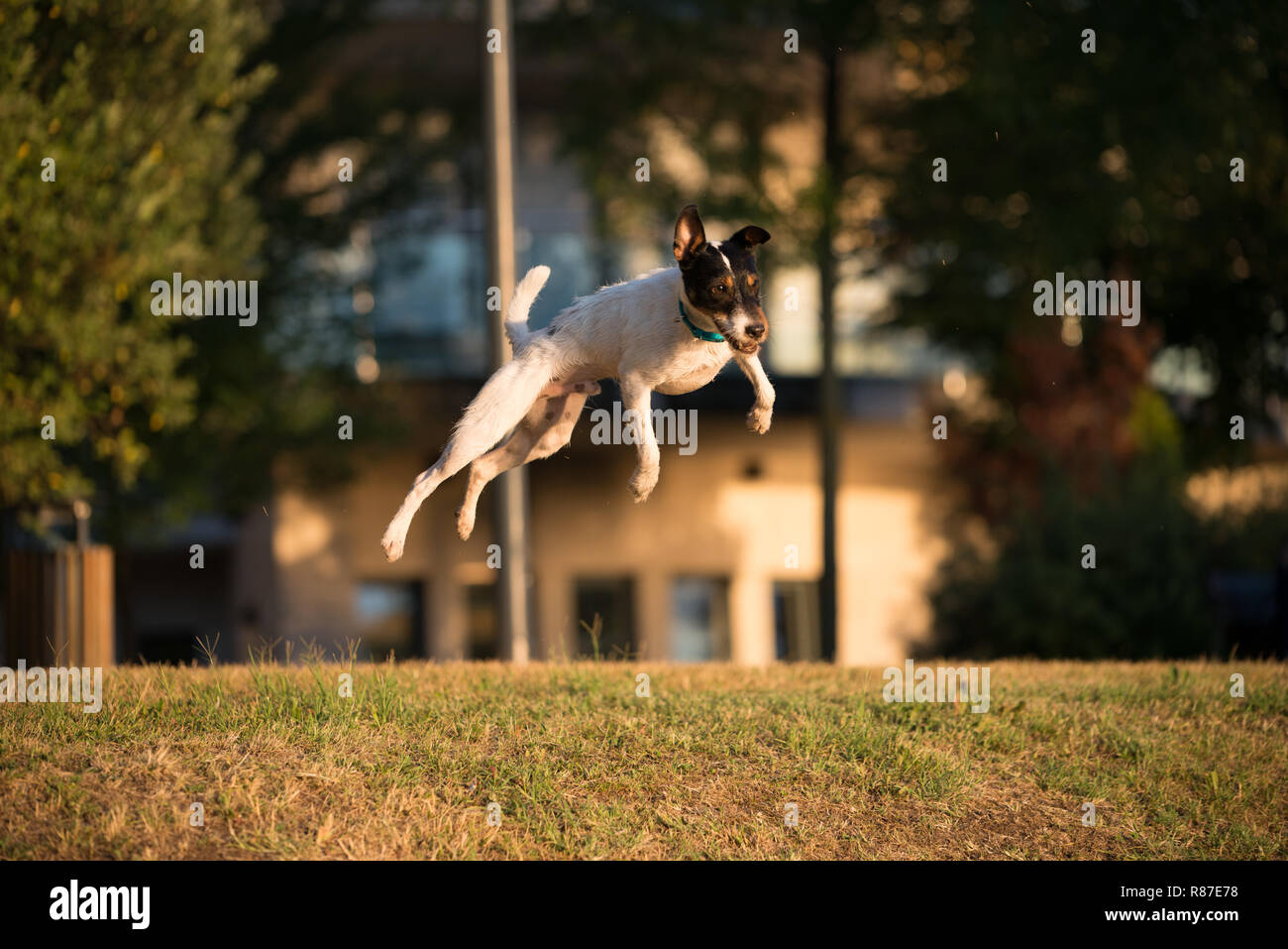 Parson Russel Terrier jumping Stock Photo