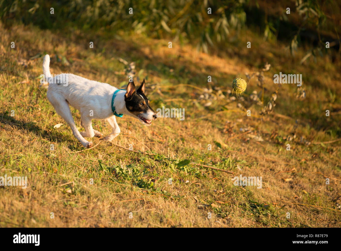 Parson Russel Terrier tennis ball Stock Photo