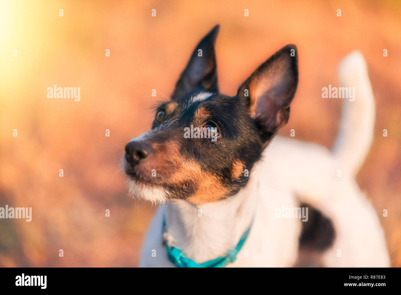 Parson Russel Terrier Portrait Stock Photo