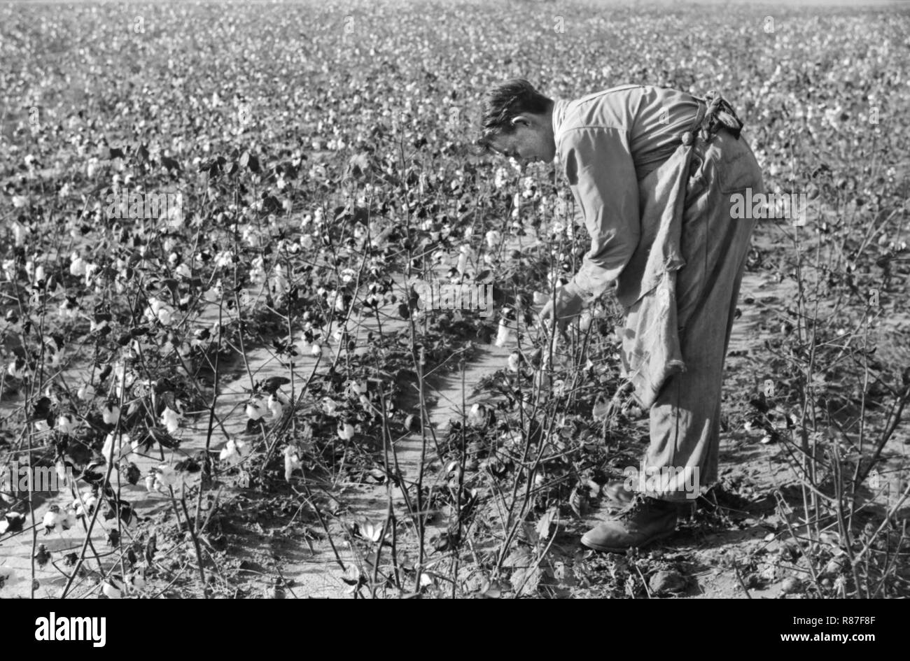 Oldest Son of J.A. Johnson Picking Cotton, Statesville, North Carolina, USA, Marion Post Wolcott, Farm Security Administration, October 1939 Stock Photo