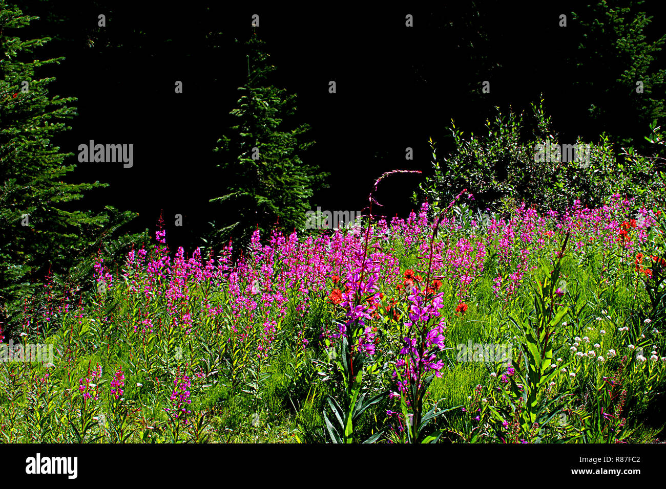 Wildflowers of Alberta. Canada Stock Photo