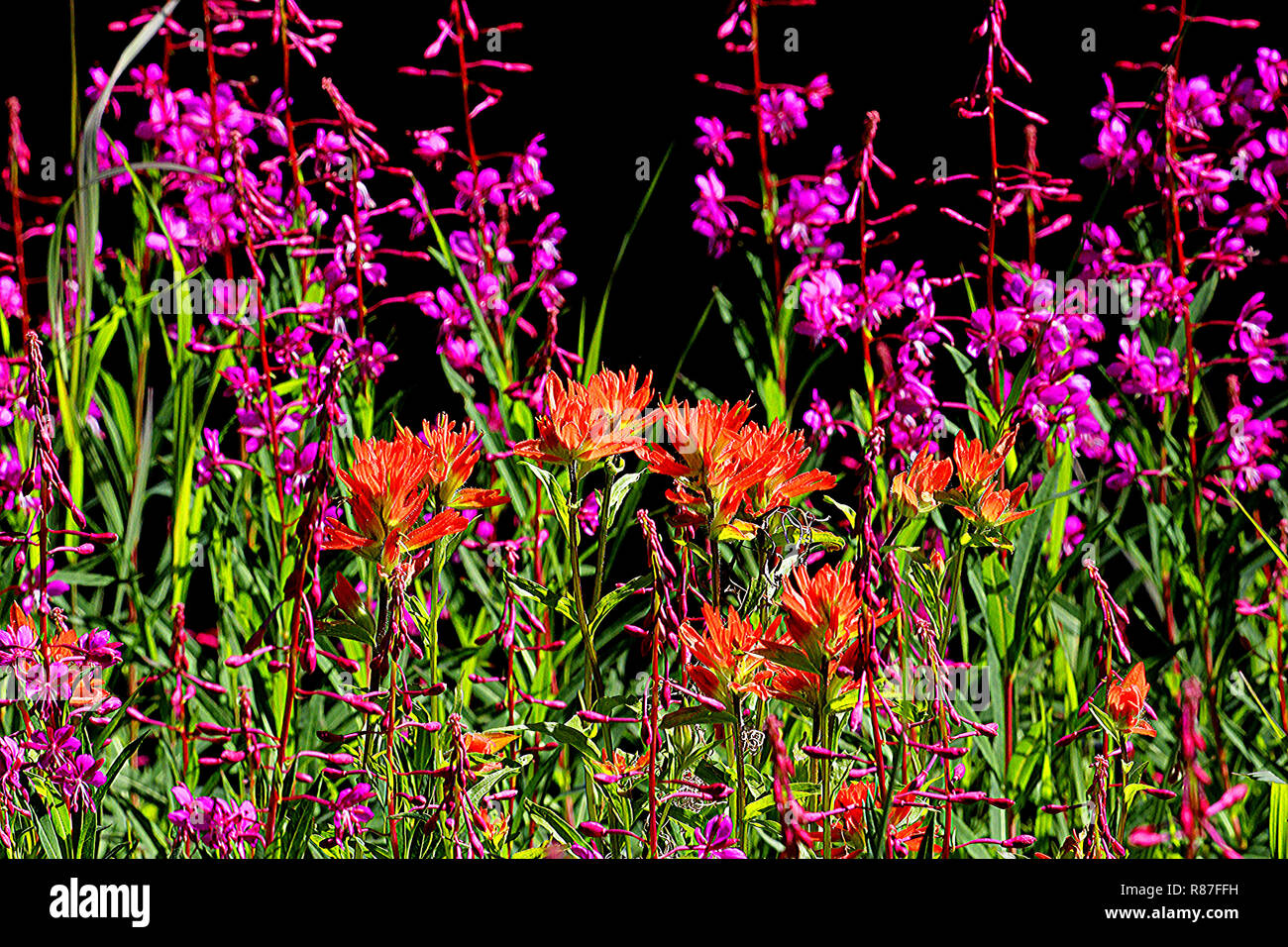 Wildflowers of Alberta. Canada Stock Photo