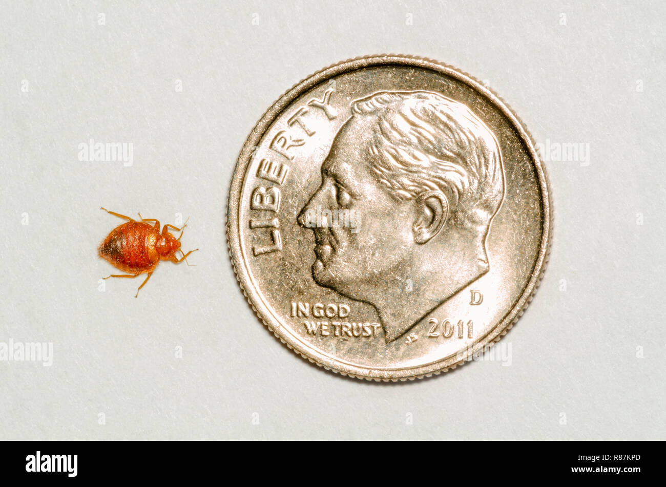 Common adult Bed bug- Bedbug (Cimex lectularius) compared to a US Roosevelt dime, showing how small they really are. Photo taken in May. Stock Photo