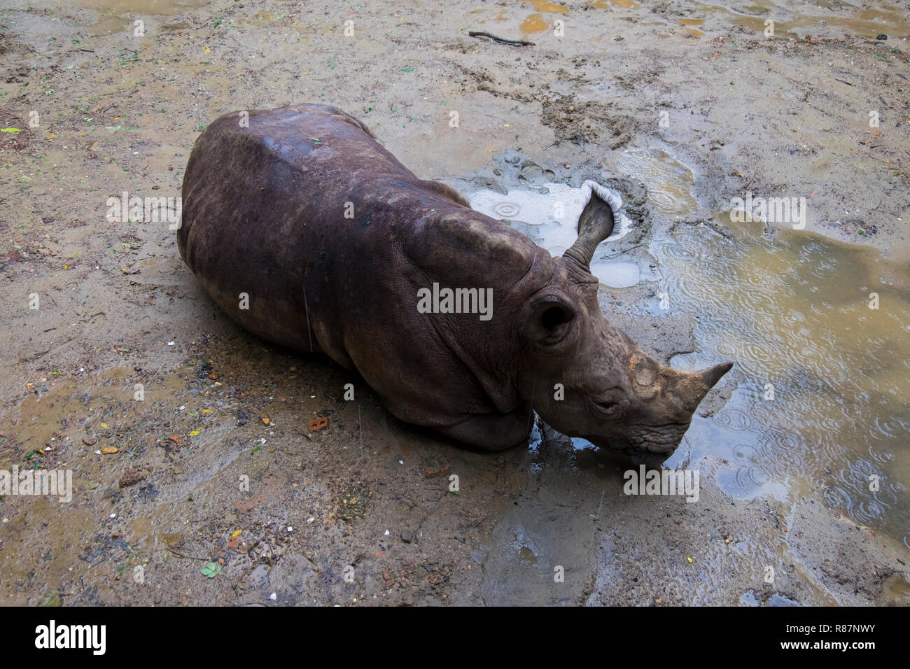 A rhinoceros at the zoo in Yangon, Myanmar. Stock Photo