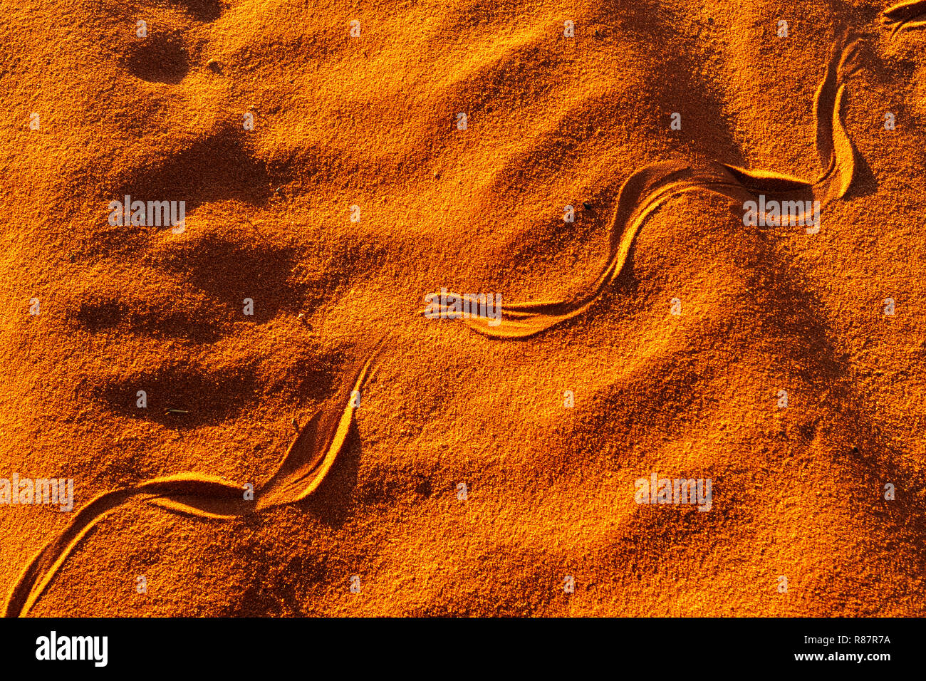 Snake track in the red sand of Australia's outback. Stock Photo