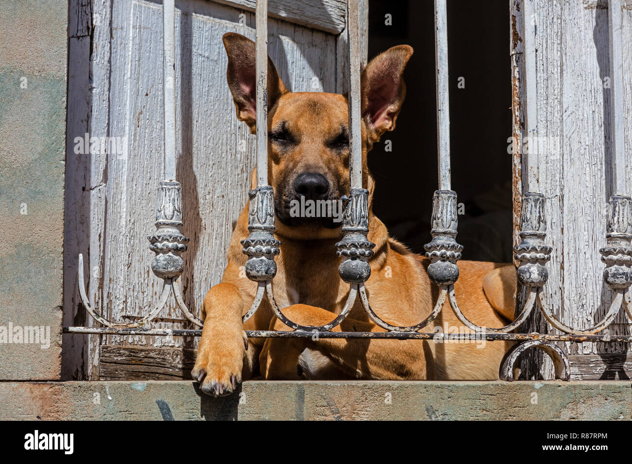 GERMAN SHEPHERD poses in a window GUANAJUATO MEXICO Stock Photo