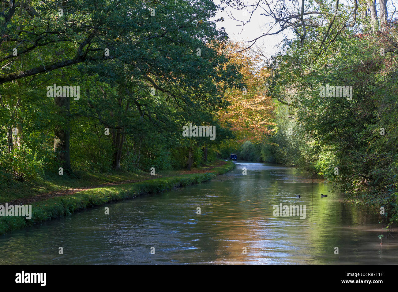 The Oxford Canal (North) at All Oaks Wood near Brinklow, Warwickshire, England, UK: overhanging trees in early Autumn (WOP) Stock Photo