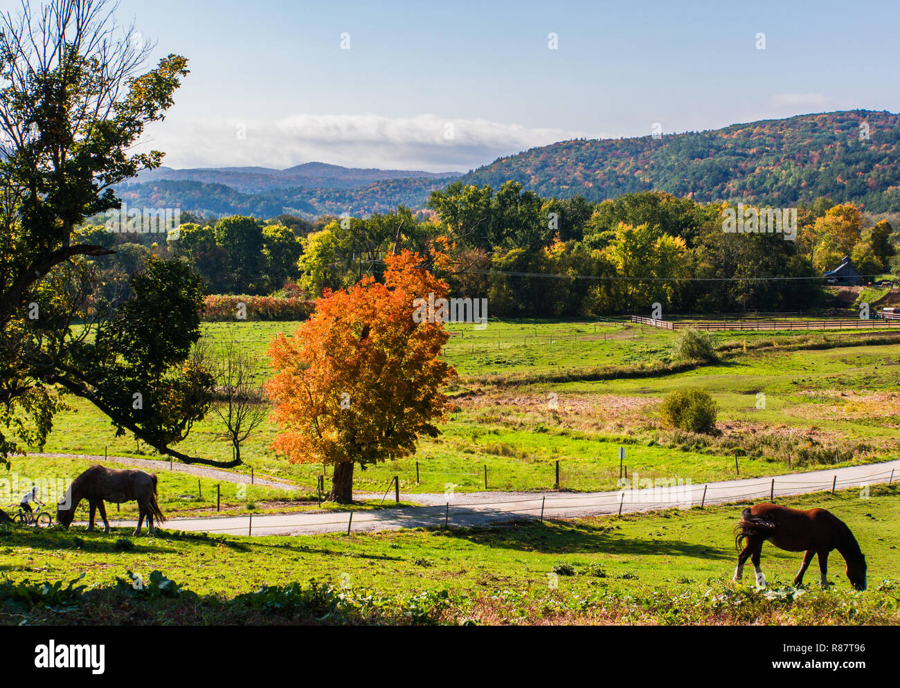 rural farm with  horses and a bicyclist riding down a country road Stock Photo
