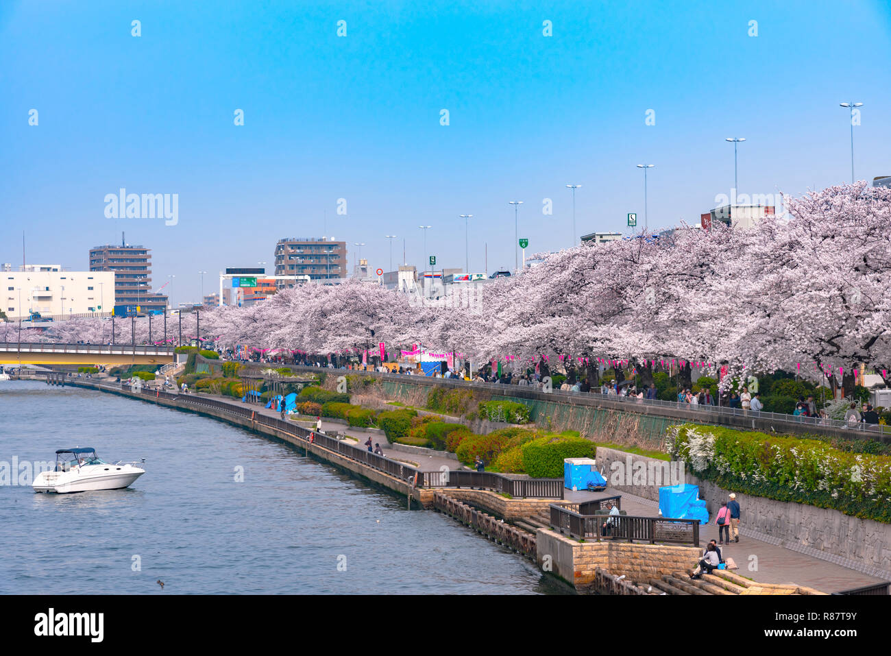Asakusa Sumida Park cherry blossom festival. In springtime, Sumida