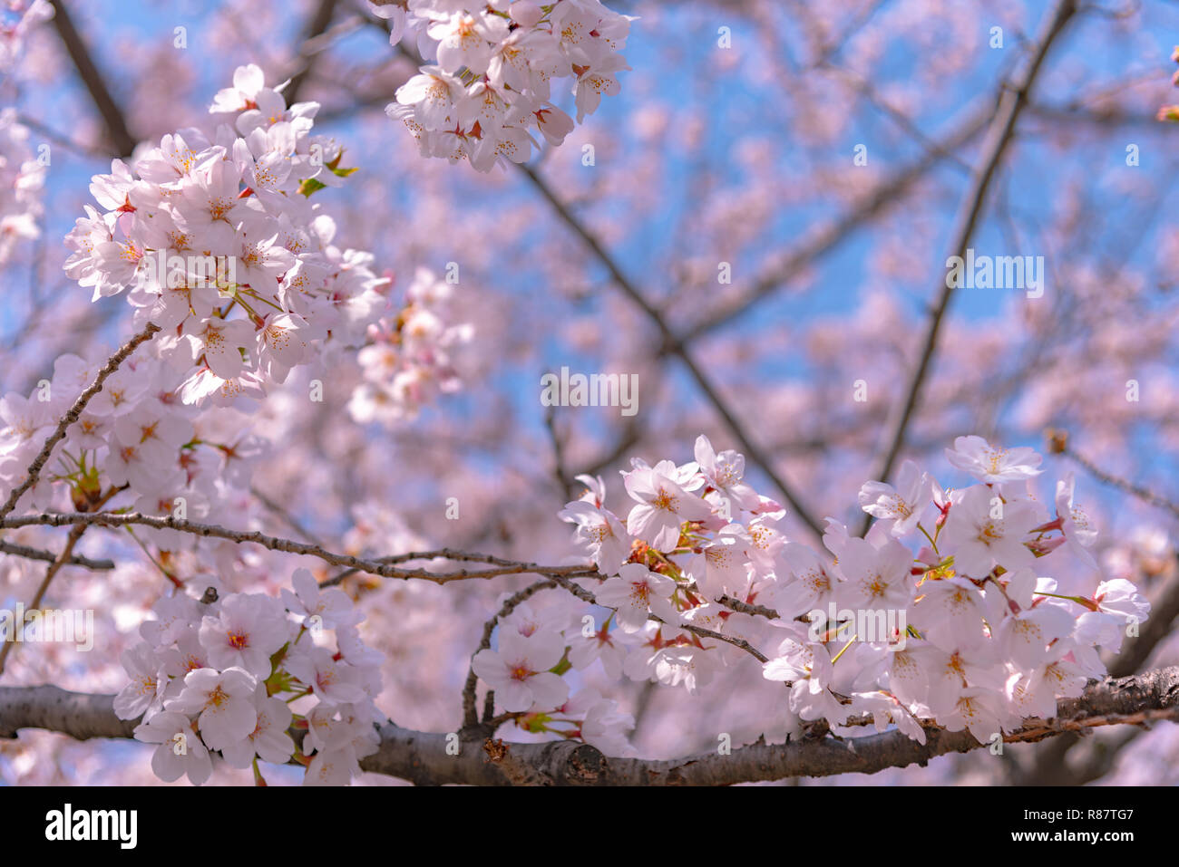 Cherry blossoms will start blooming around the late March in Tokyo