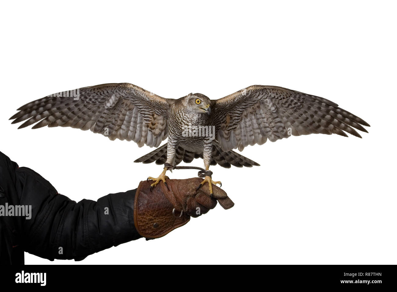 hawk isolated on white background spreading wings Stock Photo - Alamy