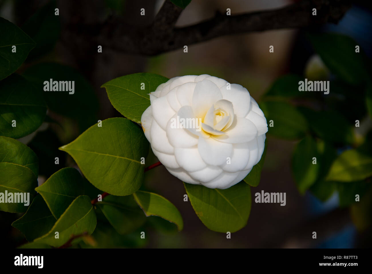 Closeup of Camellia Japonica flower (tea flower, tsubaki) in white petal with yellow stamens during Springtime. Stock Photo