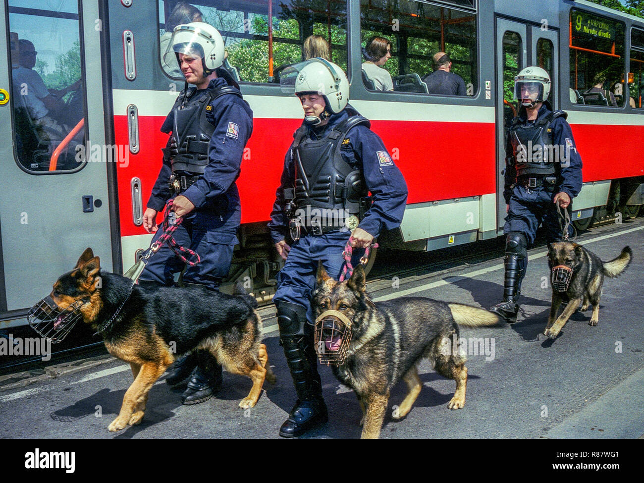 Czech Police dog - German Shepherd dogs Prague Tram Streetcar Stock Photo