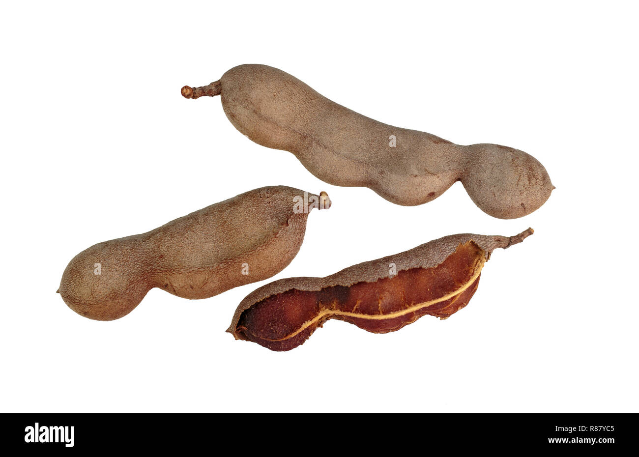 Tamarind (Tamarindus indica) pod-like fruit as off the tamarind tree, a leguminous tree native to tropical Africa Stock Photo