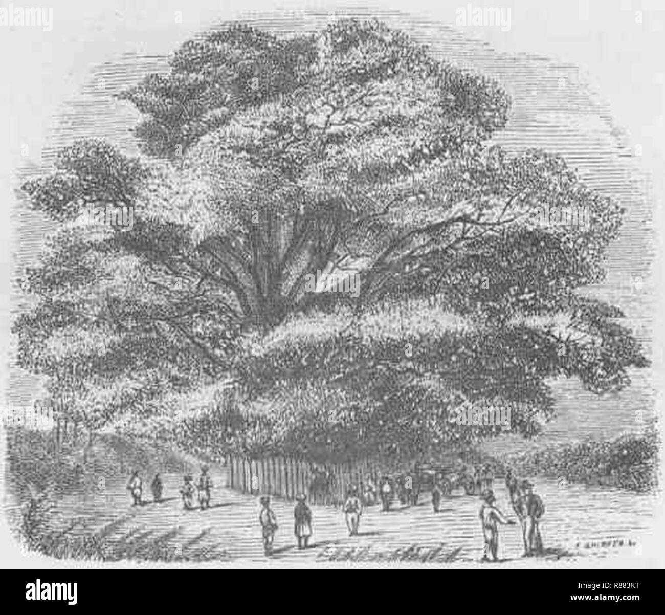 Captain Cook's Tree Tahiti (LMS 1869 p.13 Stock Photo Alamy