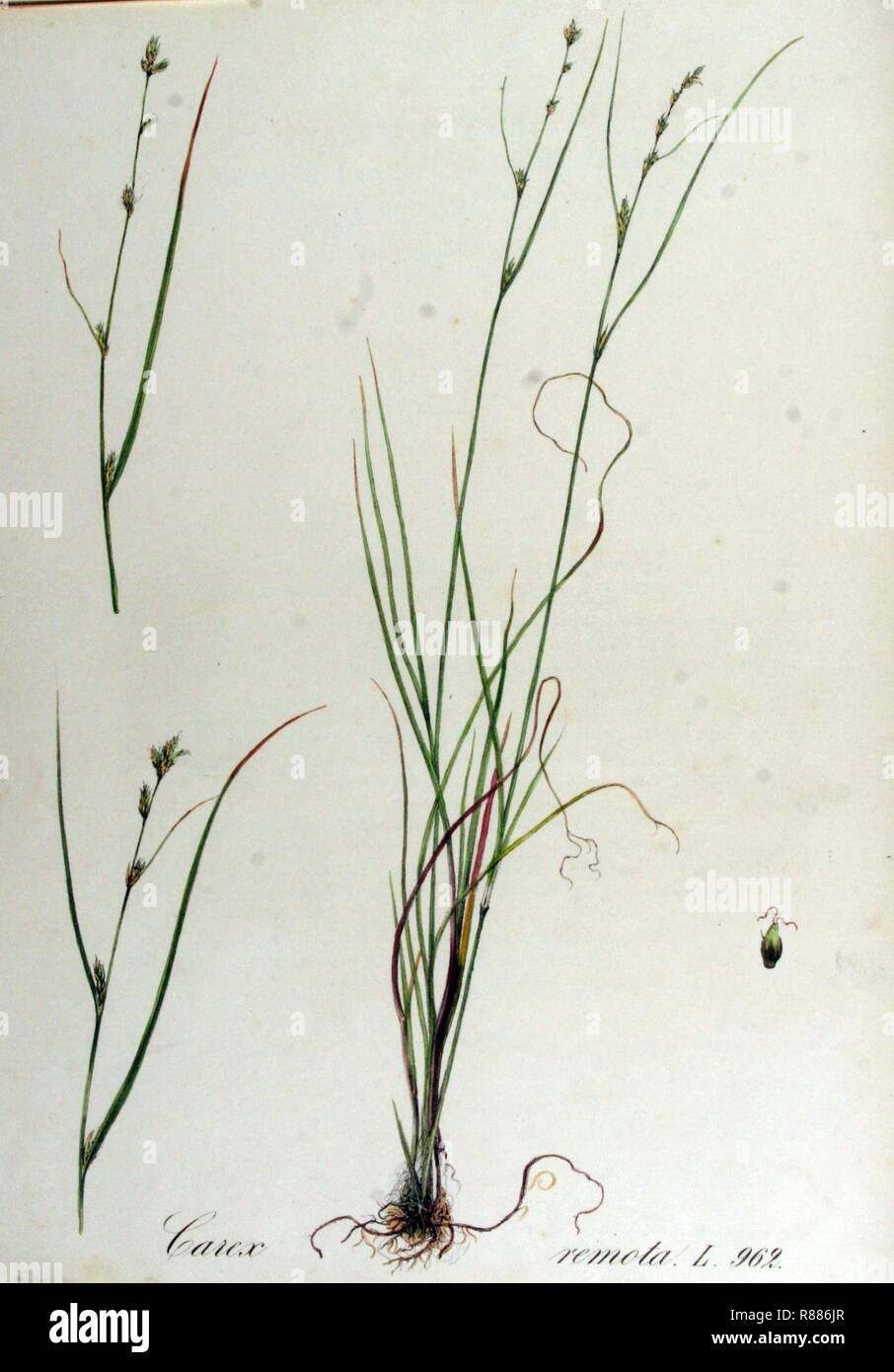 Carex remota — Flora Batava — Volume v13. Stock Photo